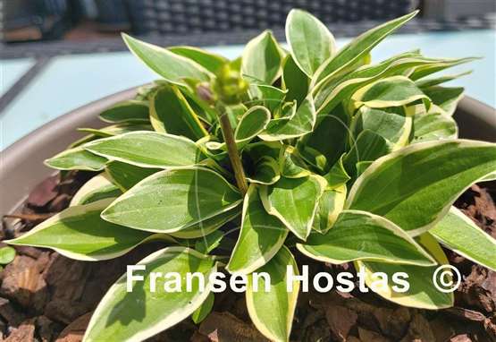 Hosta Woodland Elf